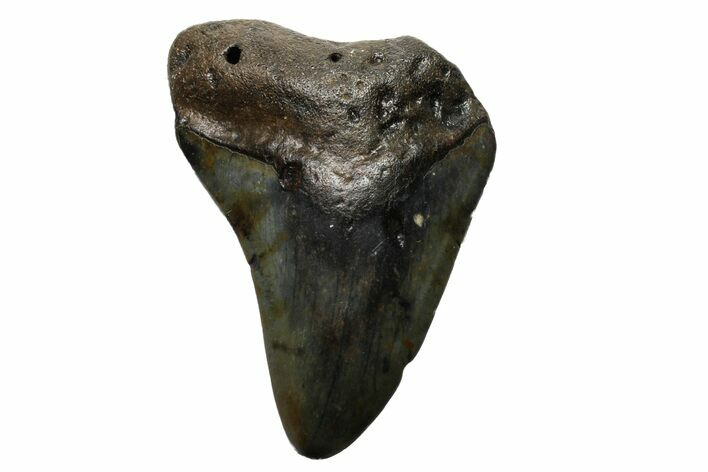 Bargain, Megalodon Tooth - North Carolina #152900